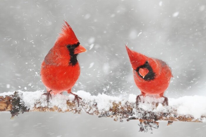 Papier peint  Oiseaux rouges dans la neige