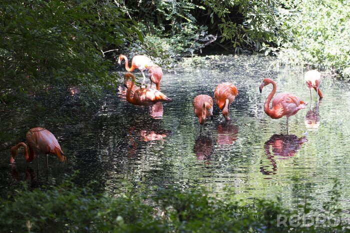 Papier peint  Oiseaux se baignant dans l'eau