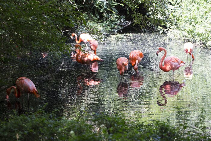 Papier peint  Oiseaux se baignant dans l'eau