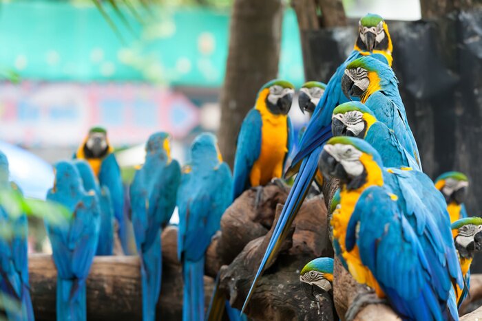 Papier peint  Oiseaux sur des branches dans un zoo