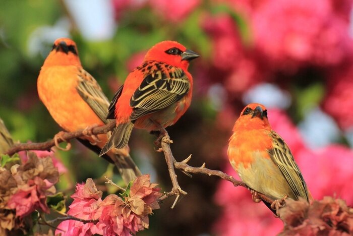 Papier peint  Oiseaux sur fond d'automne