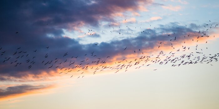 Papier peint  Oiseaux sur fond de nuages pastel