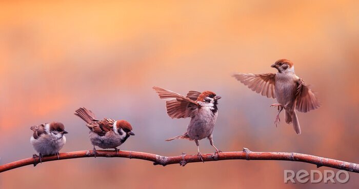 Papier peint  Oiseaux sur fond orange