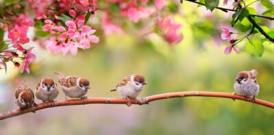 Oiseaux sur une branche au printemps