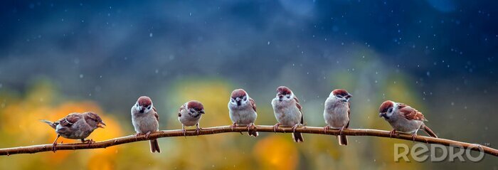 Papier peint  Oiseaux sur une branche sous la pluie