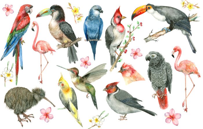 Papier peint  Oiseaux tropicaux version aquarelle