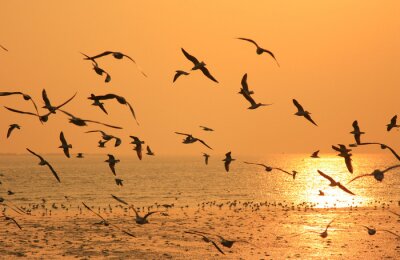 Papier peint  Oiseaux volant au-dessus de l'océan
