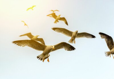 Papier peint  Oiseaux volant avec le ciel en arrière-plan