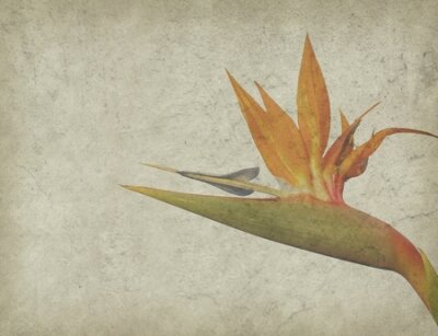 Papier peint  Old antique fond de papier vintage avec Strelitzia reginae, Grue Lily, oiseau de paradis de fleurs