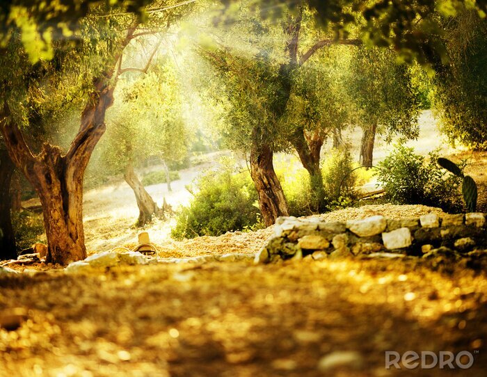 Papier peint  Oliviers parmi les rayons du soleil