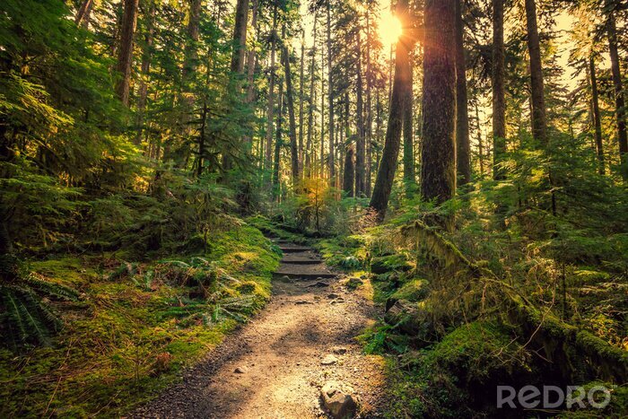 Papier peint  Olympic National Forest, Olympic National Park