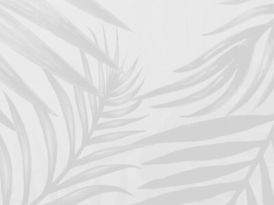 Papier peint  Ombre cendrée de feuilles de palmier