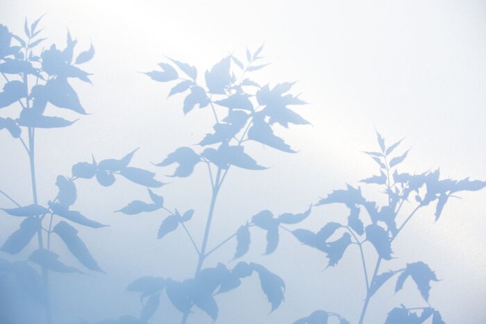 Papier peint  Ombre végétale