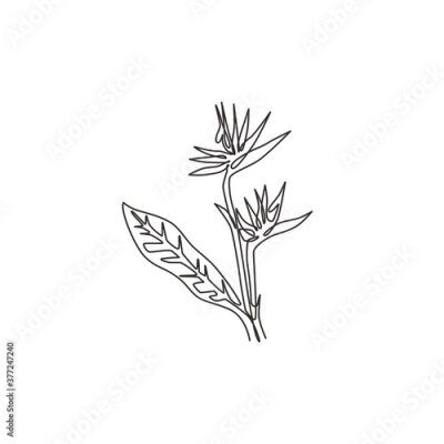 Papier peint  One continuous line drawing beauty fresh strelitzia for home art wall decor poster print. Decorative bird of paradise flower concept for green park. Modern single line draw design vector illustration
