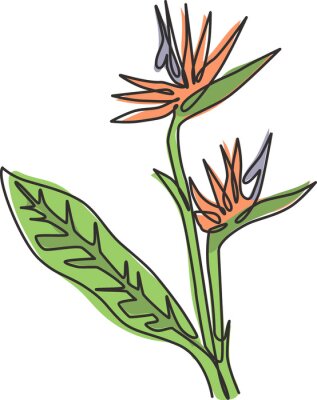 Papier peint  One continuous line drawing beauty fresh strelitzia for home art wall decor poster print. Decorative bird of paradise flower concept for green park. Modern single line draw design vector illustration