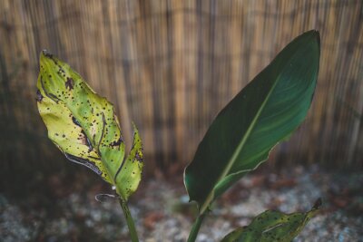 Papier peint  one healthy leaf and a dry one on a bird of paradise strelitzia plant outdoor in sunny backyard