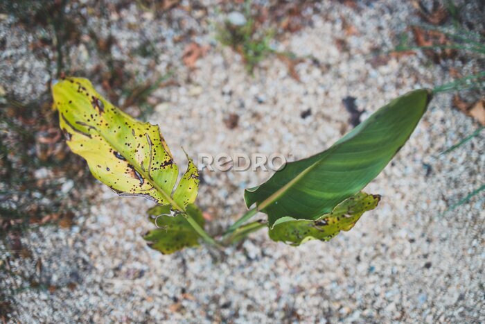 Papier peint  one healthy leaf and a dry one on a bird of paradise strelitzia plant outdoor in sunny backyard