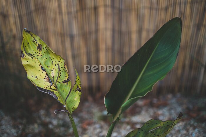 Papier peint  one healthy leaf and a dry one on a bird of paradise strelitzia plant outdoor in sunny backyard