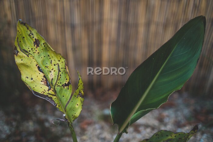 Papier peint  one healthy leaf and a dry one on a bird of paradise strelitzia plant outdoor in sunny backyard
