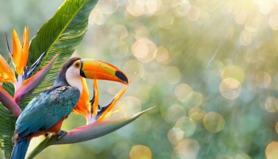 Papier peint  Opalizing pastel tropical jungle background with a toucan bird, strelitzia flower and green leaves. Copyspace, bokeh light. 
