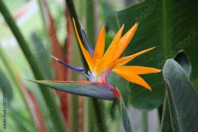 Papier peint  Orange and blue flower on a Bird Of Paradise (Strelitzia) plant in a garden