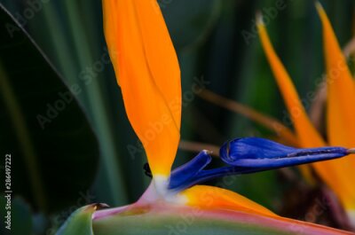 Papier peint  orange and blue flower,  Strelitzia reginae, paradise bird