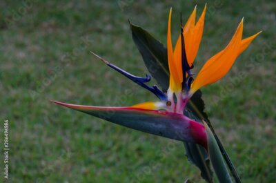 Papier peint  orange and blue flower,  Strelitzia reginae, paradise bird