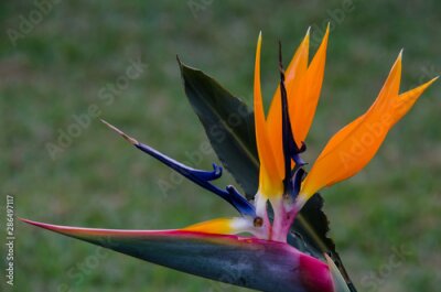 Papier peint  orange and blue flower,  Strelitzia reginae, paradise bird