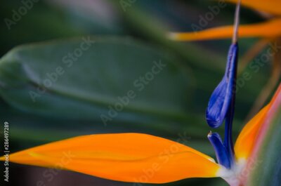 Papier peint  orange and blue flower,  Strelitzia reginae, paradise bird