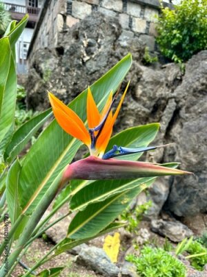 Papier peint  Orange and purple petals blossom of strelitzia or bird of paradise flower isolated close-up on green leaves and garden background in Garachico, Tenerife, Canary Islands, Spain