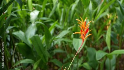 Papier peint  Orange and yellow heliconia, Strelitzia, Bird of Paradise macro close-up, green leaves in background. Paradise tropical exotic flower blooming in rainforest or garden. Soft selective focus
