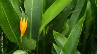 Papier peint  Orange and yellow heliconia, Strelitzia, Bird of Paradise macro close-up, green leaves in background. Paradise tropical exotic flower blooming in rainforest or garden. Soft selective focus