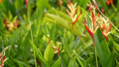 Papier peint  Orange and yellow heliconia, Strelitzia, Bird of Paradise macro close-up, green leaves in background. Paradise tropical exotic flower blooming in rainforest or garden. Soft selective focus