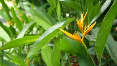 Papier peint  Orange and yellow heliconia, Strelitzia, Bird of Paradise macro close-up, green leaves in background. Paradise tropical exotic flower blooming in rainforest or garden. Soft selective focus