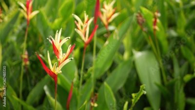 Papier peint  Orange and yellow heliconia, Strelitzia, Bird of Paradise macro close-up, green leaves in background. Paradise tropical exotic flower blooming in rainforest or garden. Soft selective focus
