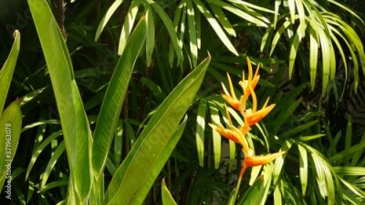 Papier peint  Orange and yellow heliconia, Strelitzia, Bird of Paradise macro close-up, green leaves in background. Paradise tropical exotic flower blooming in rainforest or garden. Soft selective focus, copy space
