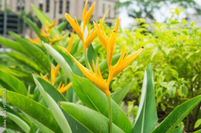 Papier peint  Orange Bird of Paradise fleur fleur ou nom scientifique comme Strelitzia reginae Banks ex Dryand et feuilles vertes en journée ensoleillée