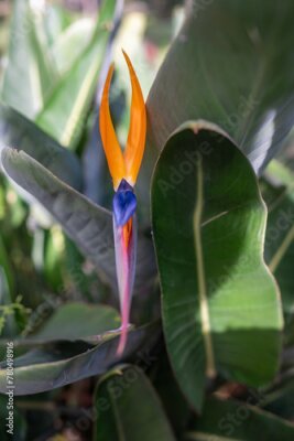 Papier peint  Orange bird of paradise flower on green leaves background. Strelitzia wallpaper