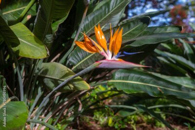 Papier peint  Orange bird of paradise flower on green leaves background. Strelitzia wallpaper