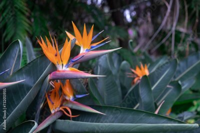 Papier peint  Orange bird of paradise flowers on green leaves background. Strelitzia