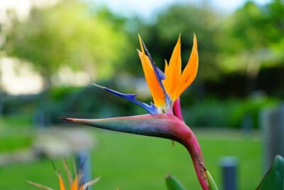 Papier peint  Orange bird of paradise strelitzia flower
