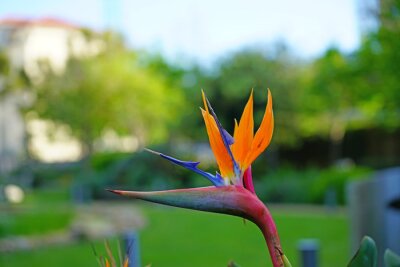 Papier peint  Orange bird of paradise strelitzia flower