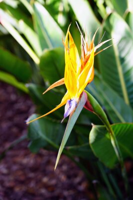 Papier peint  Orange bird of paradise strelitzia flower