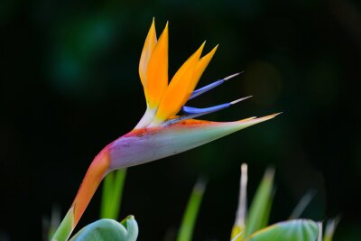 Papier peint  Orange bird of paradise strelitzia flower