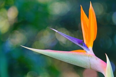 Papier peint  Orange bird of paradise strelitzia flower