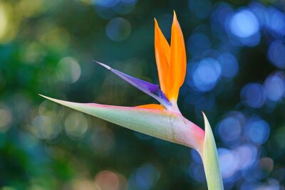 Papier peint  Orange bird of paradise strelitzia flower