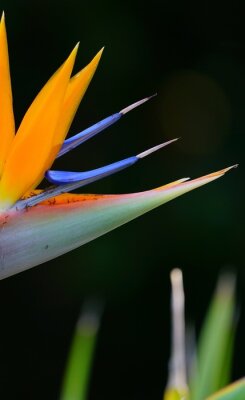 Papier peint  Orange bird of paradise strelitzia flower
