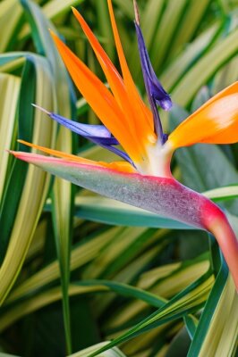 Papier peint  Orange bird of paradise strelitzia flower