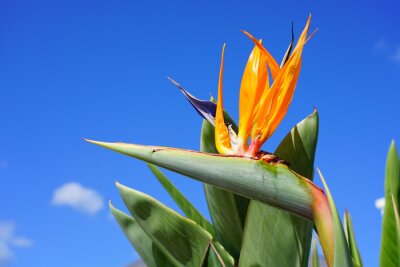 Papier peint  Orange bird of paradise strelitzia flower