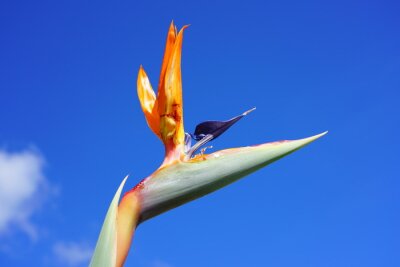 Papier peint  Orange bird of paradise strelitzia flower
